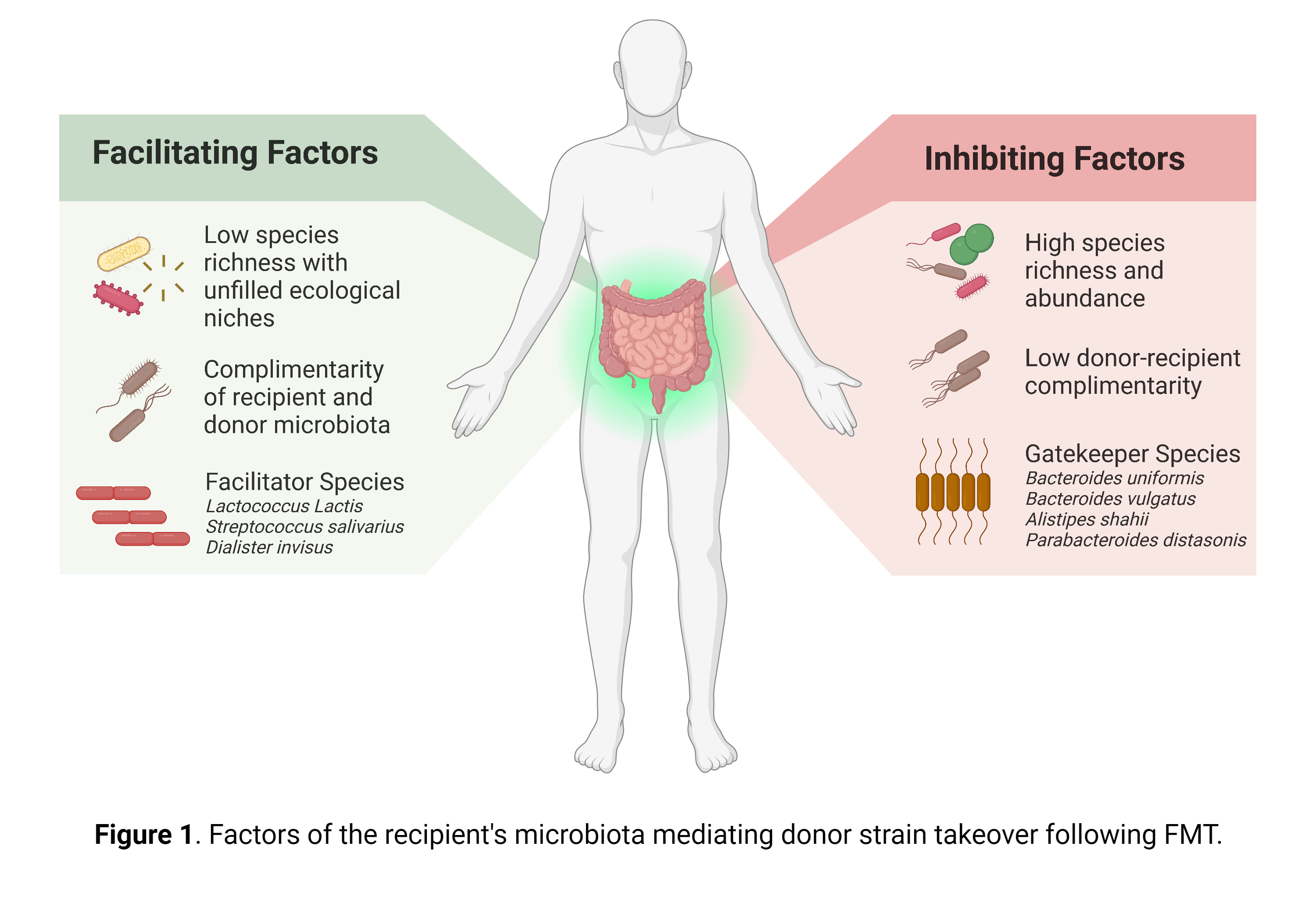 Faecal microbiota transplantation unravelled